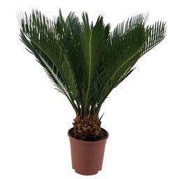 Cycas Revoluta 10+ Blad (25367)