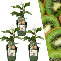 Plants by frank 3 x Biologische kiwiplanten - Ø 13 cm - ↨ 20 cm (8721001421213)
