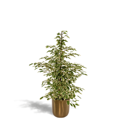 Ficus benjamina Twilight - Pot Mayk Gold (8720634289764)
