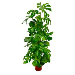 Monstera Deliciosa XXL - 180 cm - ø27 (8721055691891)