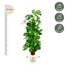 Monstera Deliciosa XXL - 180 cm - ø27 (8721055691891)