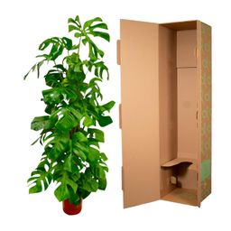 Monstera Deliciosa XXL - 180 cm - ø27 (8721055691891)