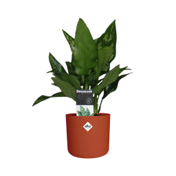 Aglaonema Maria in ELHO b.for soft rond 14cm brique (21480)