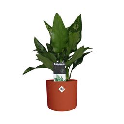 Aglaonema Maria in ELHO b.for soft rond 14cm brique (21480)