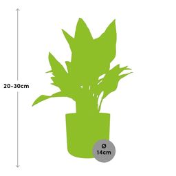 Aglaonema Maria in ELHO b.for soft rond 14cm brique (21480)