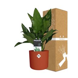 Aglaonema Maria in ELHO b.for soft rond 14cm brique (21480)