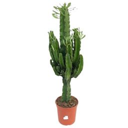 Euphorbia Eritrea (27992)