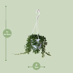 Senecio Herreianus (22443)