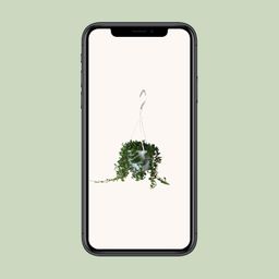 Senecio Herreianus (22443)