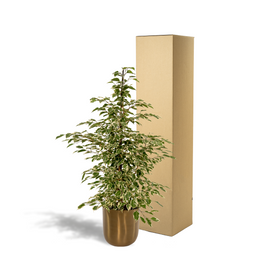 Ficus benjamina Twilight - Pot Mayk Gold (8720634289764)