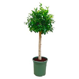 Ficus Nitida op stam - 130 cm - ø30 (8721055691877)