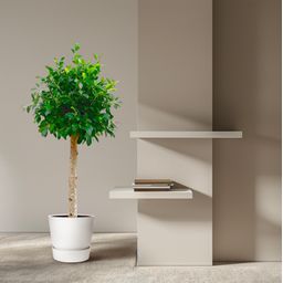 Ficus Nitida op stam - 130 cm - ø30 (8721055691877)