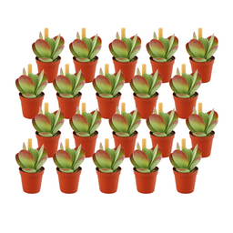Kalanchoe Thyrsiflora - 20 stuks (23394)
