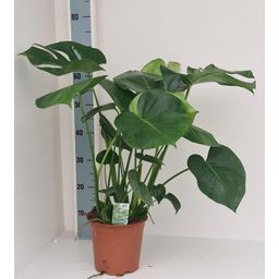 Monstera Deliciosa (28014)
