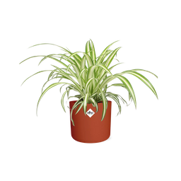 Chlorophytum Comosum Variegatum in ELHO b.for soft rond 14cm brique (21491)