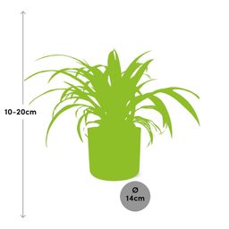 Chlorophytum Comosum Variegatum in ELHO b.for soft rond 14cm brique (21491)