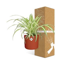 Chlorophytum Comosum Variegatum in ELHO b.for soft rond 14cm brique (21491)