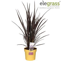 Phormium Rubra Nana (20948)