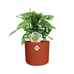 Monstera ‘Monkey Leaf’ in ELHO b.for soft rond 14cm brique (21471)