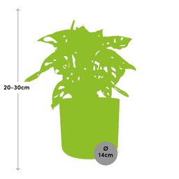 Monstera ‘Monkey Leaf’ in ELHO b.for soft rond 14cm brique (21471)