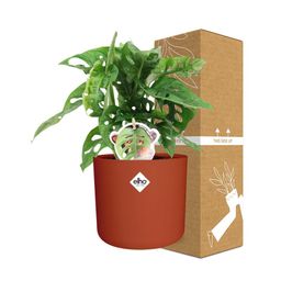 Monstera ‘Monkey Leaf’ in ELHO b.for soft rond 14cm brique (21471)