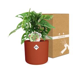 Monstera ‘Monkey Leaf’ in ELHO b.for soft rond 14cm brique (21471)