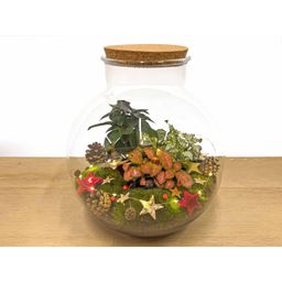 Bolder Bob Bonsai Christmas - DIY (23488)