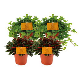2x Peperomia Rosso + 2x Peperomia Rotundifolia - 4 stuks (24739)