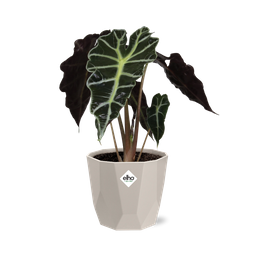 Alocasia ‘Polly’ in ELHO b.for rock 14 cm warm grey (21632)