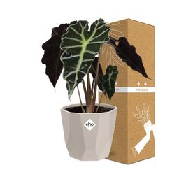 Alocasia ‘Polly’ in ELHO b.for rock 14 cm warm grey (21632)