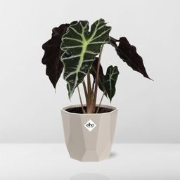 Alocasia ‘Polly’ in ELHO b.for rock 14 cm warm grey (21632)