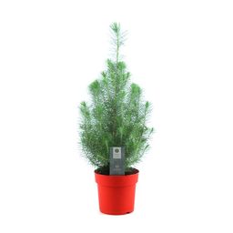 Pinus Pinea 'Silver Crest' P17 In Pot Red (24851)