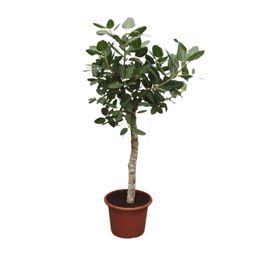 Ficus Benghalensis boom - 200 cm - ø50 (8721055690696)