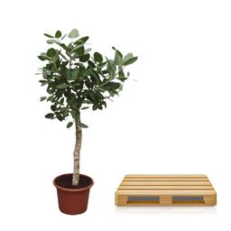 Ficus Benghalensis boom - 200 cm - ø50 (8721055690696)