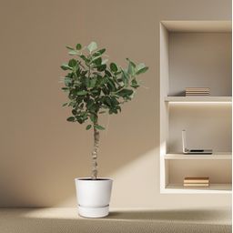 Ficus Benghalensis boom - 200 cm - ø50 (8721055690696)