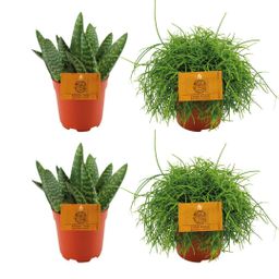 2x Aloe Paradisicum + 2x Rhipsalis Cassutha - 4 stuks - Ø10.5cm (22731)
