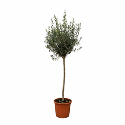Olea Europaea op stam - 160cm- Ø24 (8721055693895)