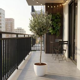 Olea Europaea op stam - 160cm- Ø24 (8721055693895)