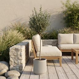 Olea Europaea op stam - 160cm- Ø24 (8721055693895)