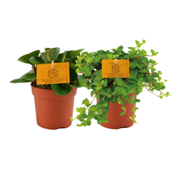 Peperomia Duo 1.0 - 2 stuks (30344)