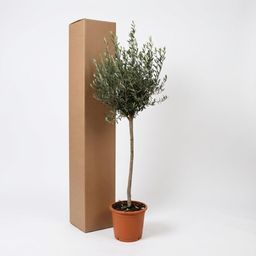 Olea Europaea op stam - 160cm- Ø24 (8721055693895)