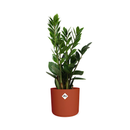 Zamioculcas – Hoogte 45-50 in ELHO b.for soft rond 14cm brique (21490)