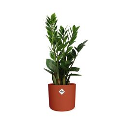 Zamioculcas – Hoogte 45-50 in ELHO b.for soft rond 14cm brique (21490)
