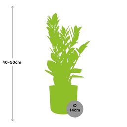 Zamioculcas – Hoogte 45-50 in ELHO b.for soft rond 14cm brique (21490)