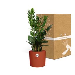 Zamioculcas – Hoogte 45-50 in ELHO b.for soft rond 14cm brique (21490)