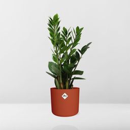 Zamioculcas – Hoogte 45-50 in ELHO b.for soft rond 14cm brique (21490)
