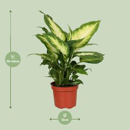 Dieffenbachia Camilla (9601)