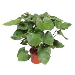 Homalomena Rubescens Maggy - 100 cm - ø24 (8721055690993)
