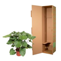 Homalomena Rubescens Maggy - 100 cm - ø24 (8721055690993)