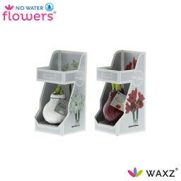 No Water Flowers Waxz Colorz in Gift Box - 2 stuks - Ø7 cm (26993)
